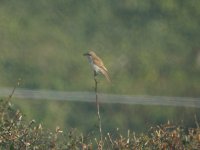 red backed shrike.jpg