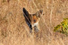 Fox-cub-crop.jpg