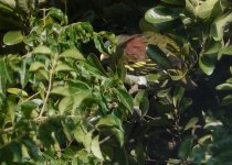 DSC01641 Thick-billed Pigeon @ KFBG bf.jpg