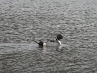 Northern Pintail.Ford's Pond 12.12.21.JPG