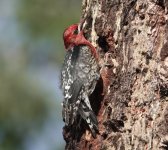 Red-breasted Sapsucker2c.Cooper Ridge 12.29.21.jpg