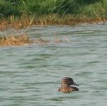 DSC01568 Falcated Duck @ San Tin bf.jpg