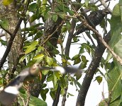 DSC01569 Eurasian Starling @ San Tin bf.jpg