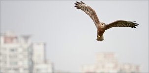 DSC01522 Pied Harrier @ San Tin bf.jpg