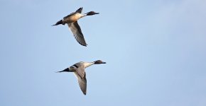 DSC01415 Northern Pintail @ San Tin bf.jpg