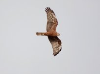 DSC01547 Pied Harrier @ San tin bf .jpg