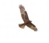 DSC00621 Eastern Marsh Harrier @ Mai Po bf.jpg