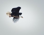 Bald Eagle 01.JPG