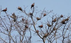 DSC02071 Red Turtle Dove @ San Tin bf.jpg