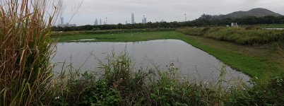 DSC01964 Drained Pond @ San Tin bf.jpg