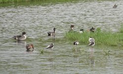 DSC01966 Northern Pintail @ San Tin bf.jpg