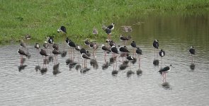 DSC01967 Black-winged Stilts @ San Tin bf.jpg