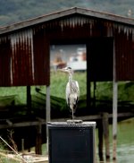 DSC02112 Grey Heron @ San Tin bf.jpg