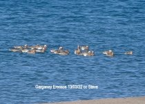 Garganey x 15 Eressos 130322 cc Steve.jpg