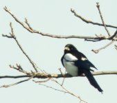 Magpie.jpg