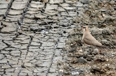 DSC03207 oriental Pratincole @ San Tin bf.jpg