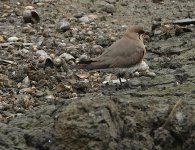 DSC03193 Oriental Pratincole @ San Tin bf.jpg