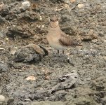 DSC03202 Oriental Pratincole @ San Tin bf.jpg