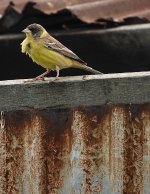 DSC03266 Black-headed Bunting @ San Tin bf.jpg