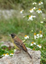 DSC03219 Black-headed Bunting @ San Tin bf.jpg