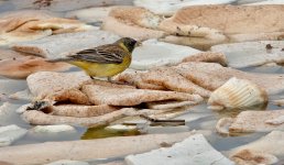 DSC03278 Black-headed Bunting @ San Tin bf.jpg