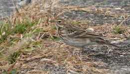 DSC03382 Tree Pipit @ Mai Po bf.jpg