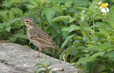 DSC03400 Olive-backed Pipit @ Mai Po bf.jpg