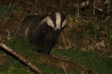 20220317 (5)_Badger.JPG