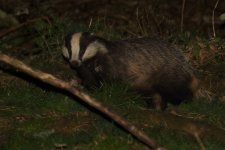 20220317 (6)_Badger.JPG