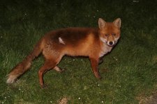 20220323 (24)_Red_Fox.JPG