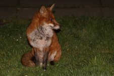 20220323 (25)_Red_Fox.JPG