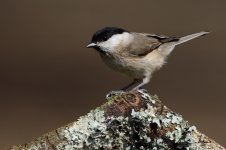 20220327 (54)_Marsh_Tit.JPG