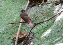 DSC03489 Ferruginous Flycatcher @ Po Toi bf.jpg