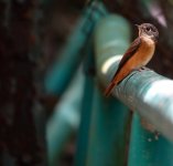 DSC03493 Ferruginous Flycatcher @ Po Toi bf.jpg