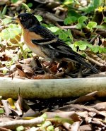 DSC03548 Brambling @ Po Toi bf.jpg