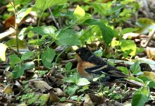 DSC03539 Brambling @ Po Toi bf .jpg