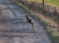 Roe Deer (2).jpg