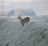 Chinese Water Deer (2).jpg