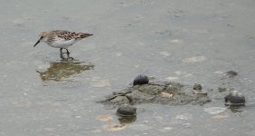 DSC03425 Little Stint @ San Tin bf.jpg