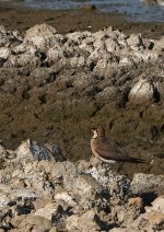 DSC03593 Oriental Pratincole @ San Tin bf.jpg