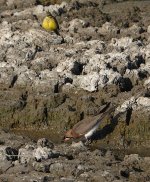 DSC03591 Oriental Pratincole @ San Tin bf.jpg