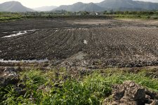 DSC03602 Drained Pond @ San Tin bf.jpg