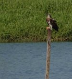 DSC03605 Osprey @ San Tin bf.jpg