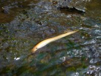 lamprey albino.JPG