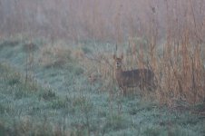 20220414 (3)_Chinese_Water_Deer.JPG