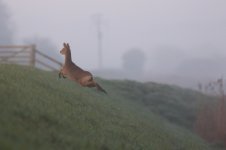 20220414 (4)_Chinese_Water_Deer.JPG