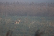 20220414 (12)_Chinese_Water_Deer.JPG