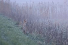 20220414 (17)_Chinese_Water_Deer.JPG