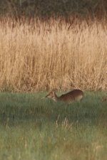 20220414 (26)_Chinese_Water_Deer.JPG