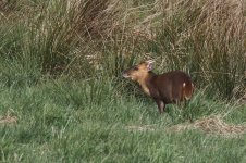 20220414 (29)_Muntjac.JPG